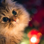 猫1