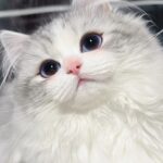 猫2